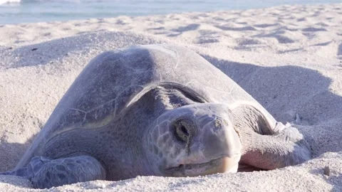 Turtle on the beach shore Stock Footage 135421480