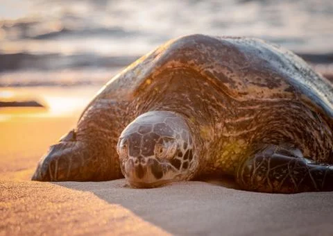 Turtle, on the beach, sunset, light, close up Stock Photos