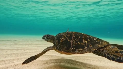 A turtle on a beach video clip Stock Footage 278743528