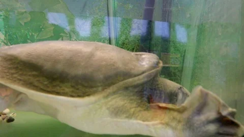 Turtle behind glass in the water Vídeo Stock 111222914