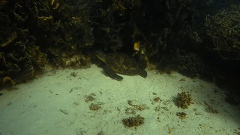 A turtle beside a coral Stock Footage 88461121