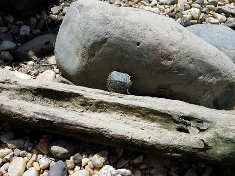 Turtle between wood log and rock or boulder Stock Photos