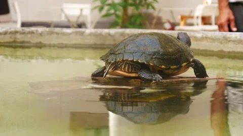 A Turtle Biting Another Turtle Stock Footage 130571771