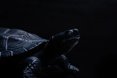 Turtle on black background Foto stock