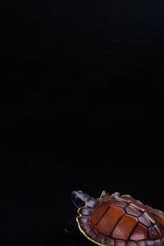 Turtle on black background Stock Photos