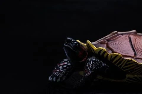 Turtle on black background Stock Photos