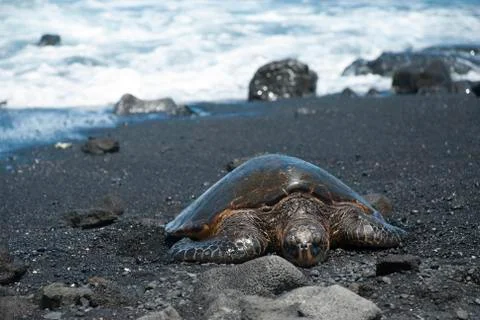 Turtle on black sand beach Stock Photos