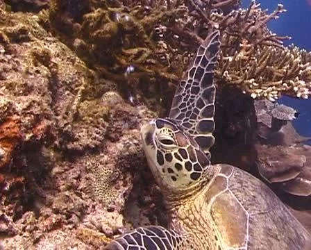 Turtle blowing bubbles Stock Footage 21076039