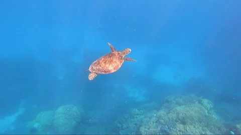 Turtle with blue ocean Stock Footage 327788766