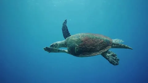 Turtle Blue to Sun Video stock 12413947