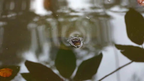 Turtle Bobs Head in and Out of Shimmering Water Stock Footage 314934558