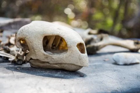 Turtle bone skull head death Stock Photos
