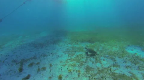 Turtle at the bottom of the ocean Video stock 42446997
