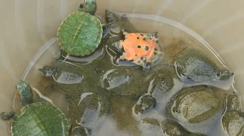 Turtle in a bowl Video stock 49731586