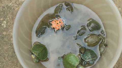 Turtle in a bowl Stock Footage 49731605