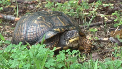 Turtle Box in Forest Medium Shot 2 Stock Footage 131793921