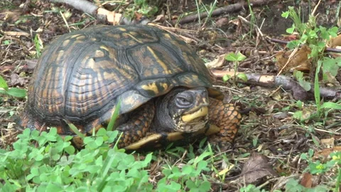 Turtle Box in Forest Medium Shot 1 Stock Footage 131793952