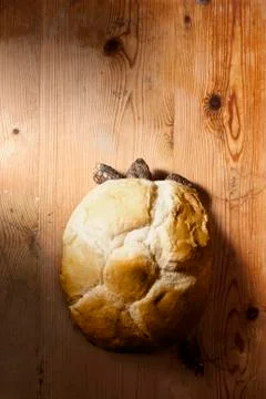 Turtle with Bread Shell Stock Photos