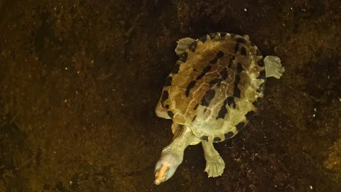 Turtle breathing close up Stock Footage 106289376