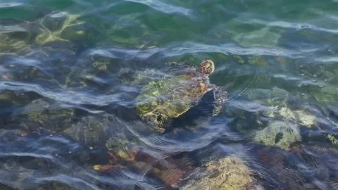 Turtle Breathing Before Diving Back Underwater in Slow Motion Stock Photos