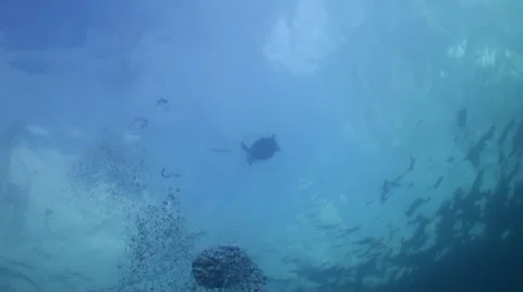 Turtle breathing at surface and then diving to bottom Stock Footage 33100936