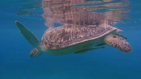 Turtle breathing at the surface, remoras attached to belly. Stock Footage 231748759