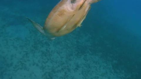 Turtle breathing at the surface. Then swimming down, 3 remoras on its Stock Footage 231748931