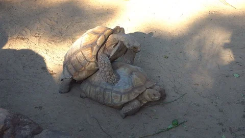 Turtle breeding in nature on ground Stock Footage 98747627