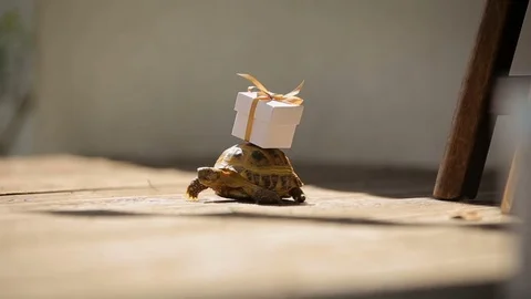 Turtle bringing new fresh ideas and plans for the better future Stock Footage 80068107