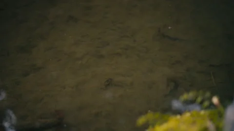 Turtle Burrowing into Mud Beneath Pond Surface Stock Footage 329286859