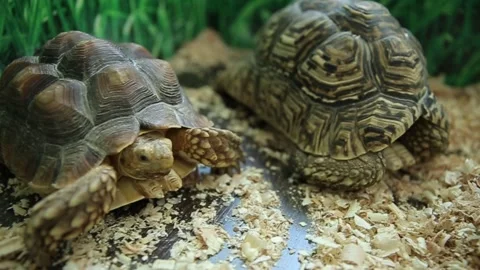 A turtle in the cage 5 Video stock 316708535