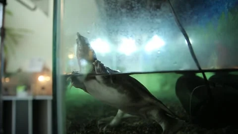 A turtle in the cage 6 Stock Footage 316708519