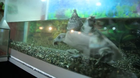 A turtle in the cage 7 Stock Footage 316708518