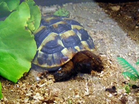 Turtle in a cage - animal Stock Photos