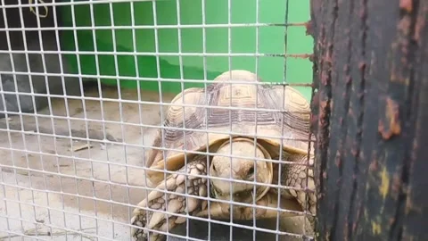 Turtle in a cage 库存影片 268336471