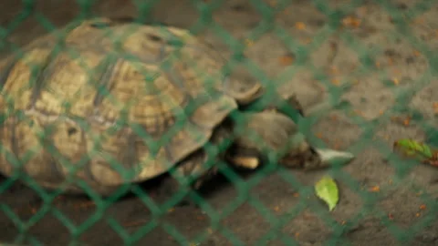 The turtle is in the cage. Rack focus shot Stock Footage 269899097