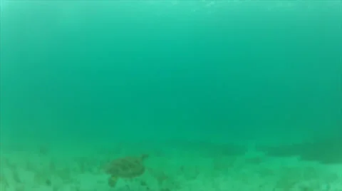 Turtle cam 2 Stock Footage 24353779