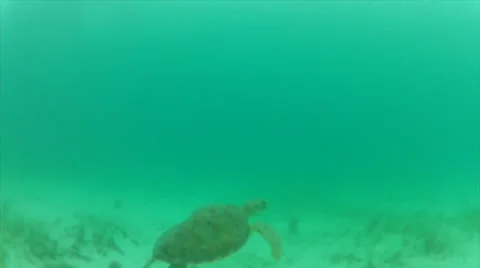 Turtle cam 3 Stock Footage 24354205