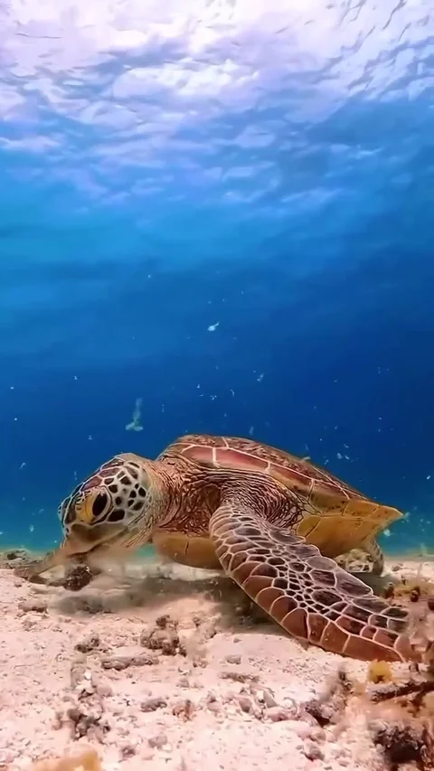 A turtle can be seen swimming in the ocean Stock Footage 320985823