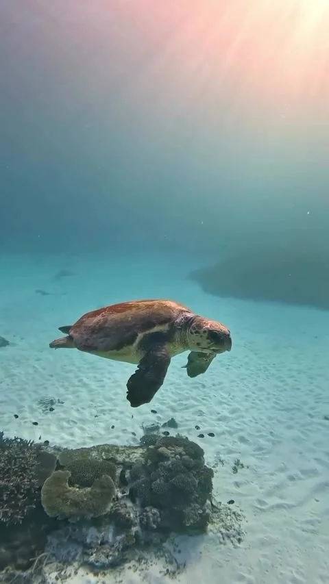 A turtle can be seen swimming in the ocean Stock Footage 320985872