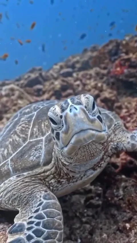 A turtle can be seen swimming in the ocean Stock Footage 320985930