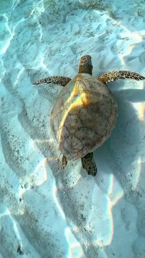A turtle can be seen swimming in the ocean Stock Footage 320985960
