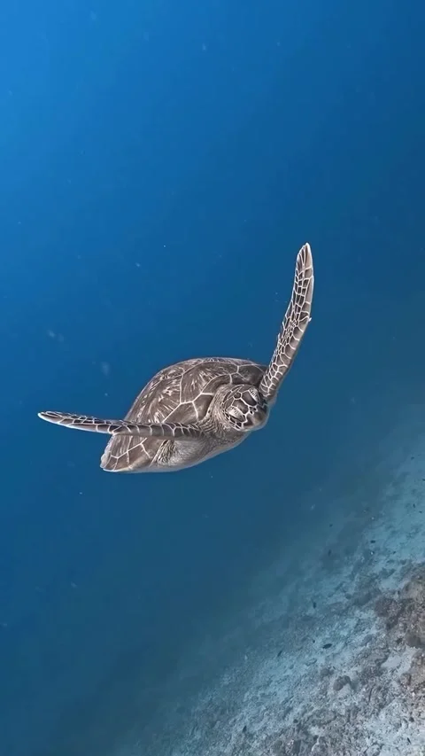 A turtle can be seen swimming in the ocean Stock Footage 320985978