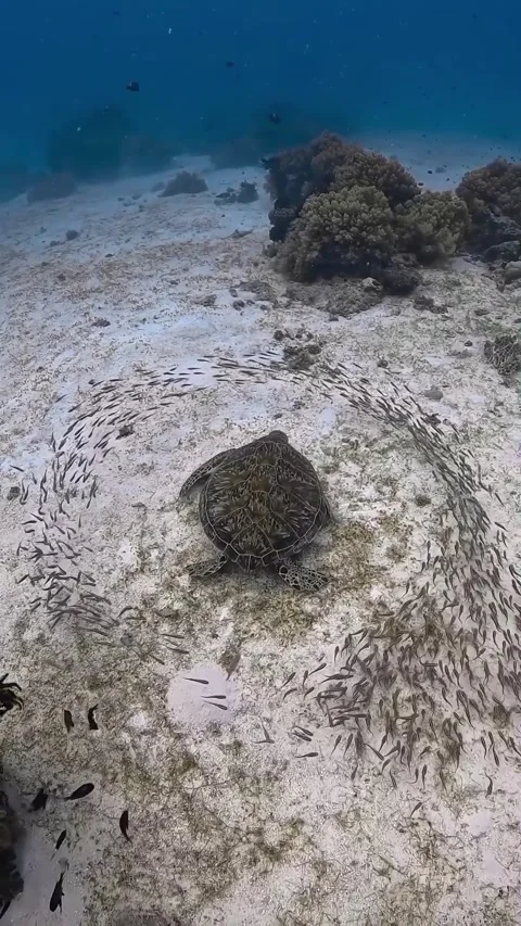 A turtle can be seen swimming in the ocean Stock Footage 320985998