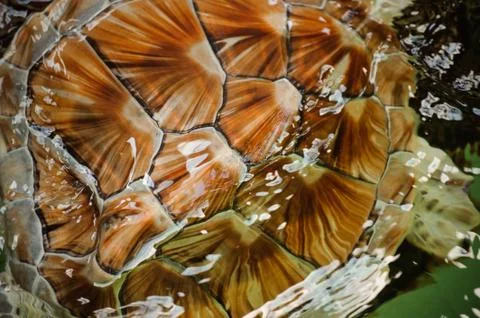 Turtle carapace Background shell texture Stock Photos