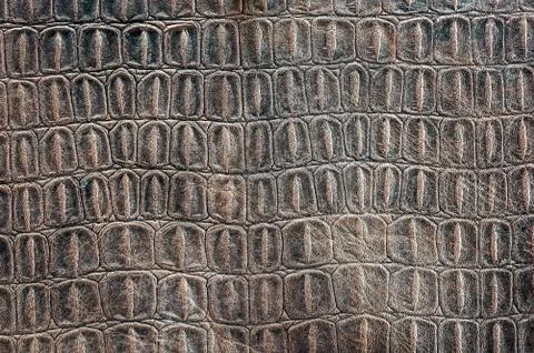 Turtle carapace pattern Stock Photos