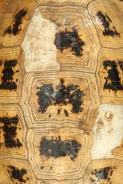 Turtle carapace texture  Stock Photos