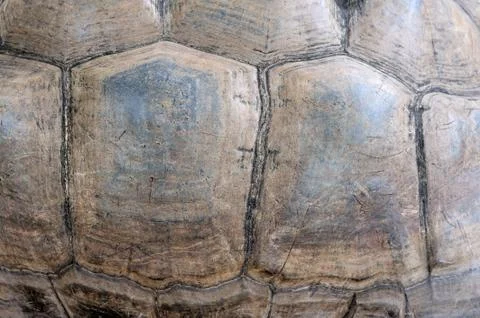 Turtle carapace texture Stock Photos