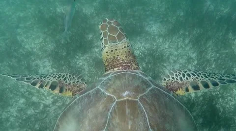 Turtle in the Caribbean sea Stock Footage 60217170