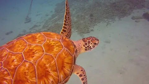 Turtle in caribbean sea Stock Footage 128500256